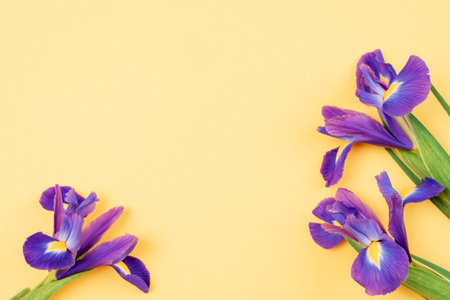 Three purple iris flowers on yellow background with copy space. Top view, flat lay.の写真素材