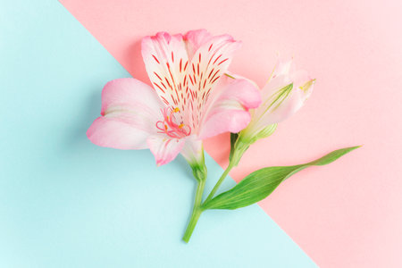 Alstroemeria flower on blue and pink colored background.の写真素材