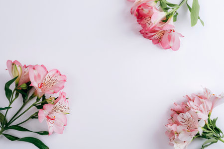 Beautiful Alstroemeria pink flowers on white background. Top view, flat lay, copy space.の写真素材