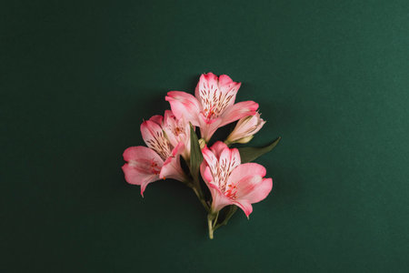 Alstroemeria pink flowers on emerald green background. Top view, flat lay.の写真素材