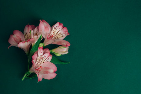 Alstroemeria pink flowers on emerald green background. Top view, flat lay, copy space.の写真素材