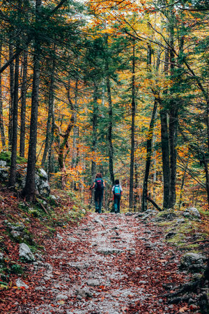 Tourists walk through the autumn forest. Logar valley, Slovenia.の写真素材