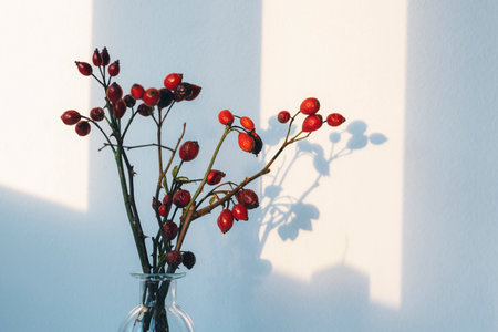Rosehip branches against white wall in sunlight. Natural beautiful autumn or christmas decoration.