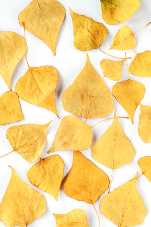 Yellow autumn leaves on white background, textureの写真素材