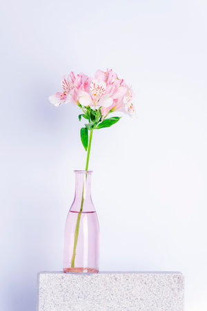 Vase with alstroemeria pink flowers on stone podium against white wall. Still lifeの写真素材