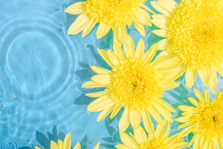 Yellow chrysanthemum flowers on blue water background with water bubbles. Top view, copy space.の写真素材