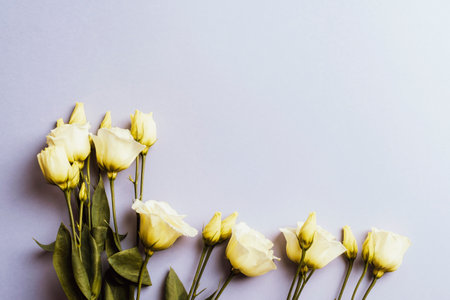 Eustoma grandiflorum white flowers on lilac background. Festive background. Top view, flat lay, copy space.の写真素材