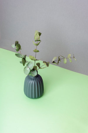 Eucalyptus branches in vase on gray and green background. Home decor concept. Copy space.の写真素材