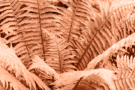 Fresh leaves of fern in forest. Natural background. Color of the year 2024 Peach Fuzzの写真素材