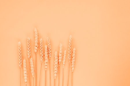 Ears of wheat on light peachy background. Flat lay, copy space. Color of the Year 2024 Peach Fuzzの写真素材