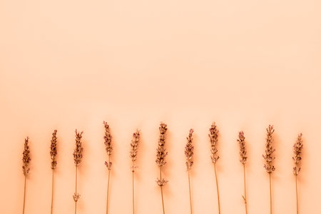 Lavender flowers in a neat row on peachy background. Flat lay, copy space. Color of the Year 2024 Peach Fuzzの写真素材