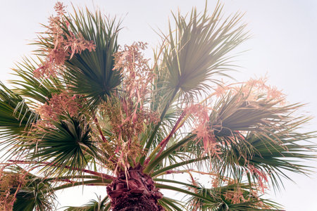 Palm tree against sky. Natural summer background.の写真素材