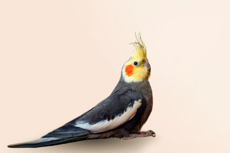 Beautiful yellow and grey Cockatiel Nymphicus hollandicus parrot isolated on neutral backgroundの写真素材