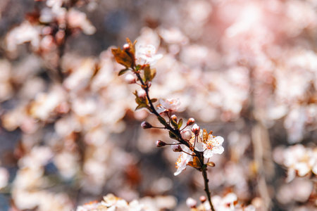 Blossoming cherry branches in sunlight, closeup. Spring concept. Shallow depth of fieldの写真素材
