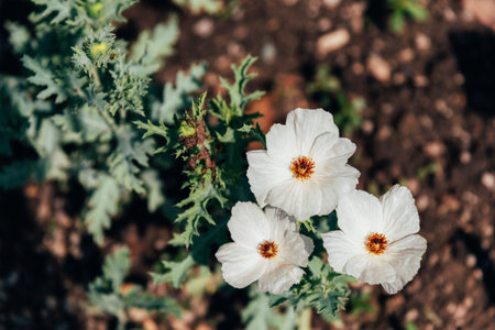 Argemone platycerus, Prickly Poppy white beautiful flowers, top view