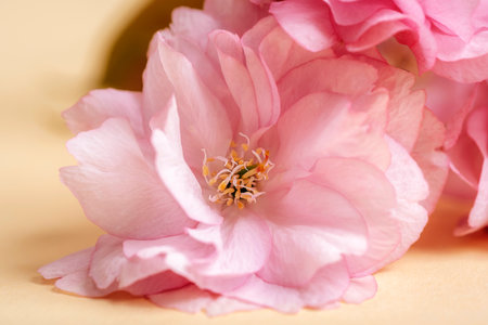 Pink cherry blossom on neutral background. Beautiful spring flowers. Closeupの写真素材