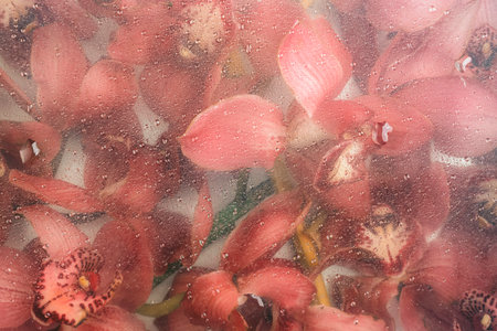 Orchid flowers behind glass with water drops. Red flower background. Abstract floral pattern.の写真素材