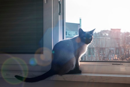 Siamese cat sitting on the windowsill in sunlight.の写真素材