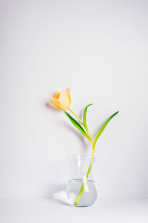 Yellow tulip in glass vase on white background. Still life.の写真素材