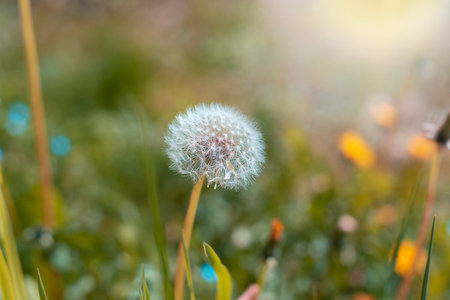 Green field with dandelions in sunlight. Spring meadow, selective focus.