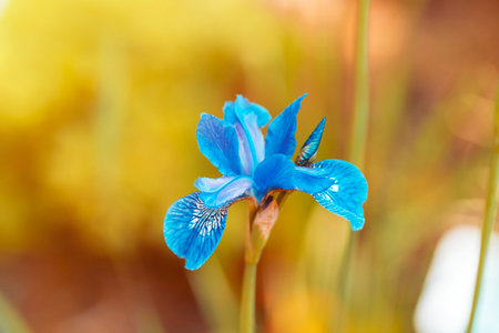 Blue iris flower blooming in the garden in spring, closeupの写真素材