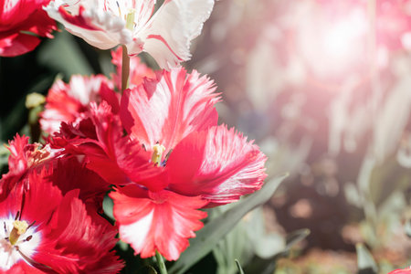 A variety of red and white flowers, including pink petals, create a stunning display in the garden. These terrestrial plants add vibrant color to the vegetation with their closeup, magenta bloomsの写真素材