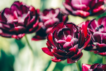 Close up of a cluster of vibrant purple flowers, showcasing the beauty of flowering plants in shades of magenta and pinkの写真素材