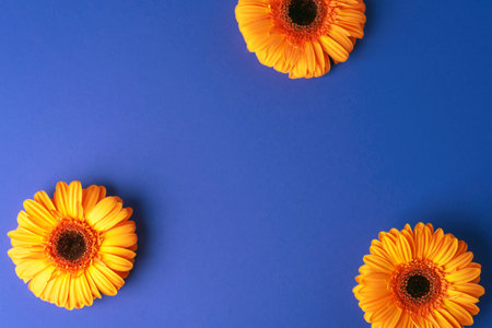 Three orange gerbera flowers on purple background. Top view, flat lay, copy space.の写真素材