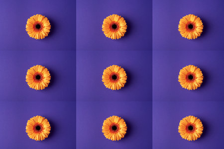 Orange gerbera flowers on purple background, top view. Pattern.の写真素材