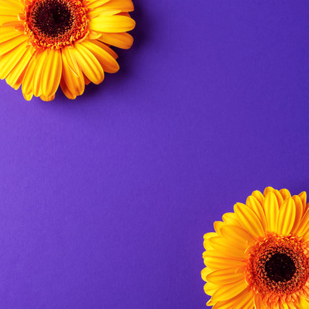 Orange gerbera flowers on purple background. Top view, flat lay, copy space.の写真素材