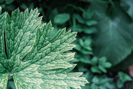 Beautiful leaf on the background of green grass, close up