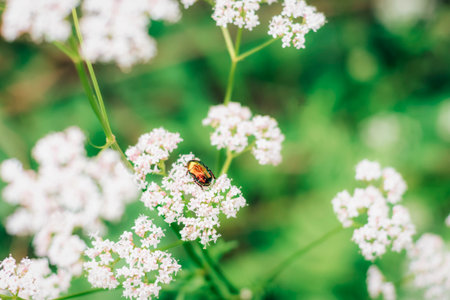 Cetonia aurata golden beetle on white flower on the background of green grass
