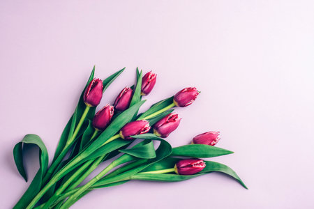 Purple tulips on light lilac background. Spring holidays concept. Top viewの写真素材