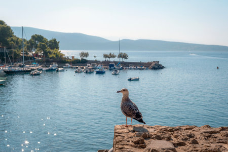 A seagull sits on a stone wall on the background of sea bay.の写真素材