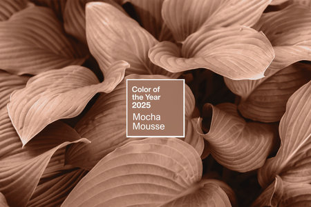 Hosta plant leaves. Demonstrating color of 2025 year - Mocha Mousseの写真素材