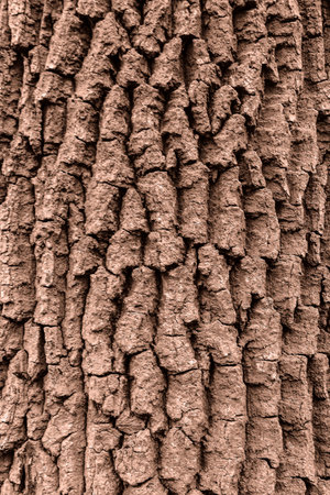 Tree bark background, texture. Demonstrating color of the year 2025 - Mocha Mousse.