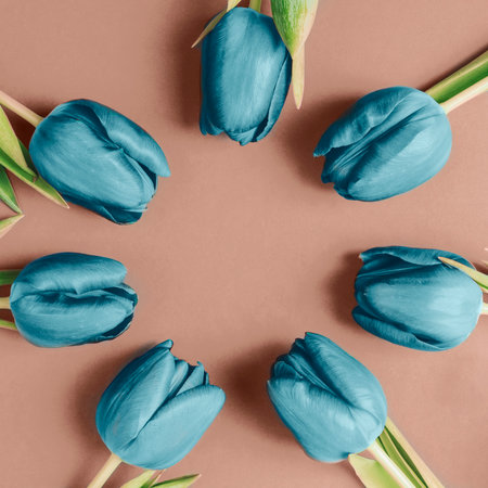 Circle frame of blue tulips on brown background. Top view, flat lay, copy space. Trendy color of 2025 - Mocha Mousseの写真素材