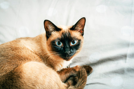 Siamese cat with striking blue eyes lying on a soft gray bedspreadの写真素材