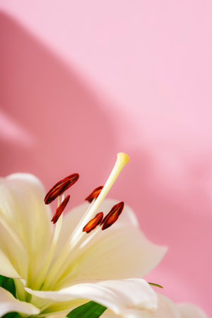 Close-up of a white lily flower on pink background, symbolizing purity and love. Copy space.の写真素材