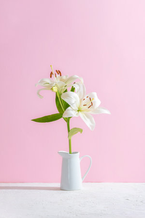 White lilies in a white vase on a pink background in sunlight, symbolizing romantic decoration. Closeup.の写真素材