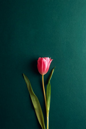 Single pink tulip on a deep green background, top view. Spring conceptの写真素材
