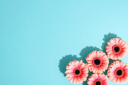 Pink gerbera flowers on bright blue background with shadows. Holiday greeting card. Top view, flat lay, copy space.の写真素材