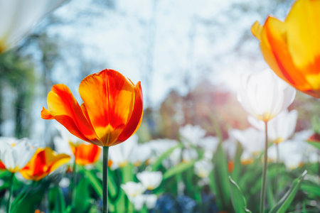 Colorful tulip field with blooming red and yellow tulips under bright sunlight. Spring conceptの写真素材