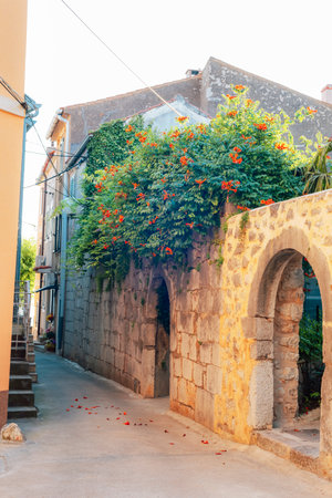 Old stone street with arch and blooming trumpet vine flowers on house wall in historic town Omisalj, Krk island, Croatiaの写真素材