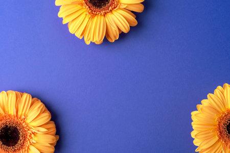 Yellow gerbera flowers on vibrant blue background with copy space. Top view, flat layの写真素材