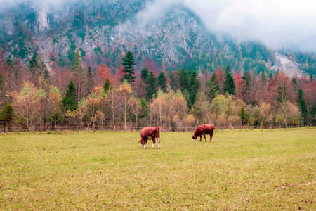 Cows are grazing in the meadow. Logar valley or Logarska dolina in the Alps of Slovenia in autumnの写真素材