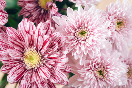 Pink chrysanthemum flowers, closeup. Natural backgroundの写真素材