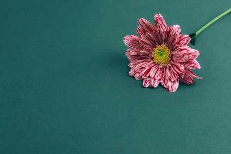 Single red and white flower on green background with copy spaceの写真素材