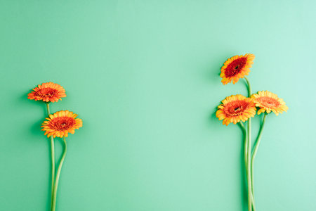 Orange gerbera flowers on light green background. Top view, flat lay, copy spaceの写真素材