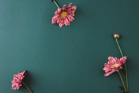 Pink striped chrysanthemum flowers and buds arranged on dark green background. Greeting card, festive background. Top view, flat lay, copy spaceの写真素材